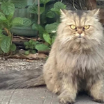 Akhirnya Ketemu! Kucing Cimi yang Viral Dibawa Tukang Mi Ayam di Bekasi Kembali ke Pemilik