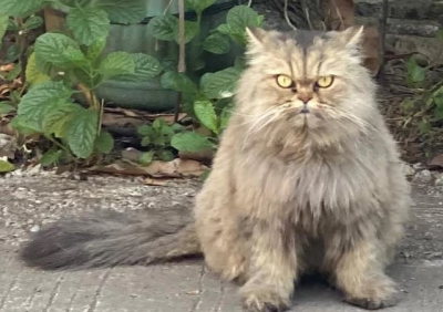 Akhirnya Ketemu! Kucing Cimi yang Viral Dibawa Tukang Mi Ayam di Bekasi Kembali ke Pemilik