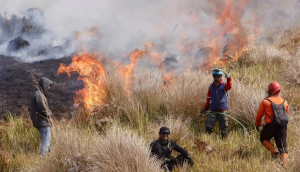 Duka di Bromo! Empat Orang Tewas Saat Berjuang Memadamkan Kebakaran Hutan
