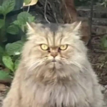 Pemilik Berdamai dengan Tukang Mi Ayam, Kucing Persia Cimi Masih Hilang