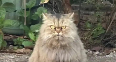 Pemilik Berdamai dengan Tukang Mi Ayam, Kucing Persia Cimi Masih Hilang